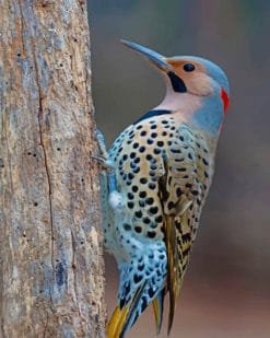 Northen Flicker Woodpecher paint by numbers