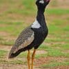 Northern Black Korhaan paint by numbers