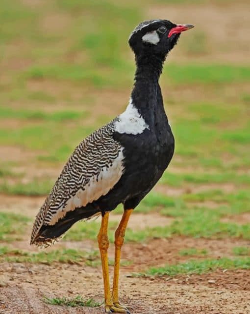 Northern Black Korhaan paint by numbers