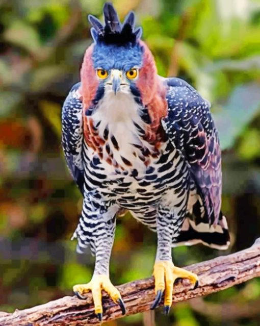 Ornate Hawk Eagle Bird paint by numbers