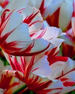 Parrot Tulips paint by numbers