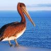 Pelican Bird paint by number