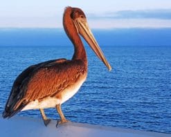 Pelican Bird paint by number