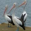 Pelican Birds paint by numbers