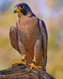 Peregrine Falcon paint by numbers