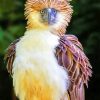 Philippine eagle bird paint by numbers