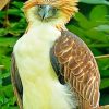 Philippine Eagle paint by numbers