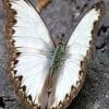 Pieridae Butterfly paint by numbers