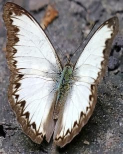 Pieridae Butterfly paint by numbers