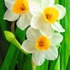 Poet's Narcissus paint by numbers