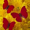 Red Butterflies On Yellow Flowers painnt by numbers