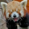 Red Panda Smile paint by numbers