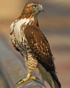 Red Tailed Hawk Bird paint by numbers