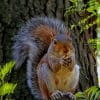 Red Squirrel paint by numbers