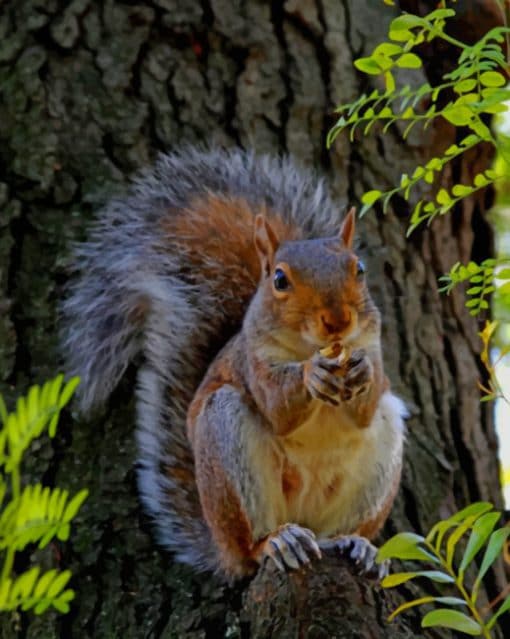 Red Squirrel paint by numbers