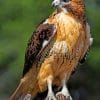 Red Tailed Hawk paint by numbers