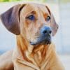 Rhodesian Ridgeback paint by numbers