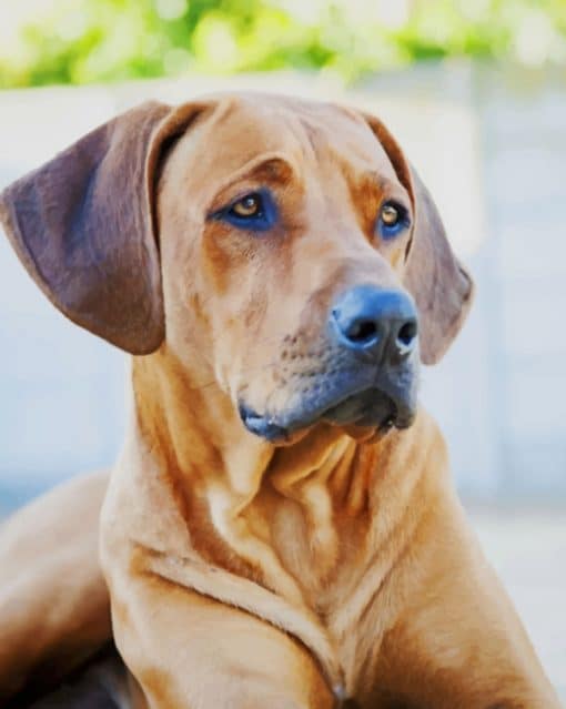 Rhodesian Ridgeback paint by numbers