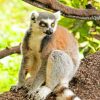 Raing Tailed Lemur Animal paint by numbes