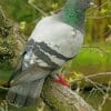 Rock Dove paint by numbers