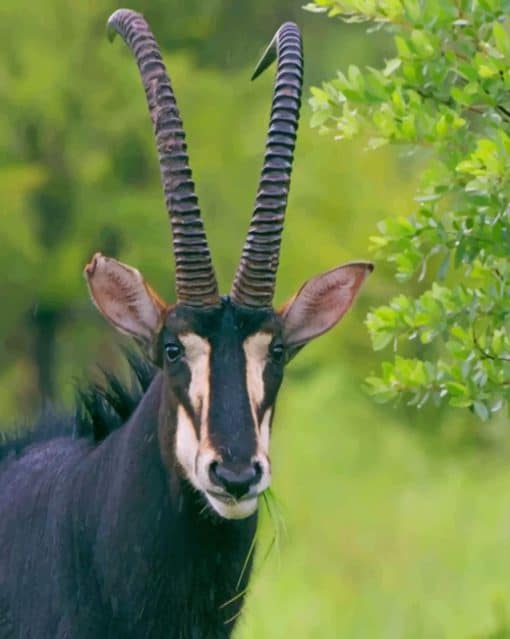 Sable Antelope paint by numbers