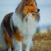 shetland sheepdog paint by numbers