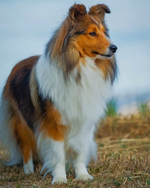 shetland sheepdog paint by numbers