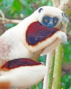 Sifakas Animal paint by numbers