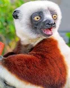 Sifakas paint by numbers