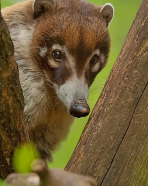 South American Coati Face paint by numbers