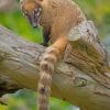 South American Coati paint by numbers