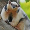 Southern Tamandua paint by numbers