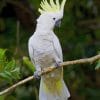 Sulphur Crested Cockatoo On Tree paint by numbers