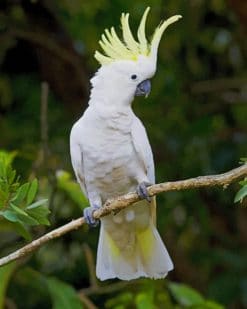 Sulphur Crested Cockatoo On Tree paint by numbers