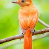 Summer Tanager paint by numbers