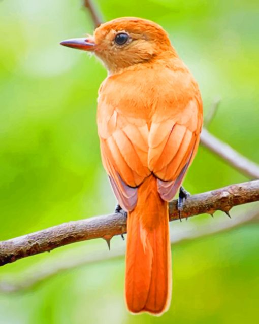 Summer Tanager paint by numbers