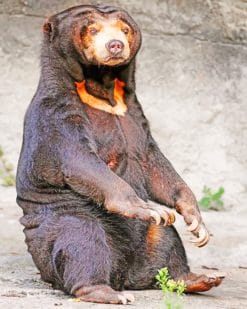 Sun Bear paint by numbers