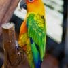 Sun Conure Bird paint by numbers