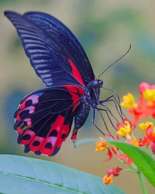 Swallowtail Butterfly paint by numbers