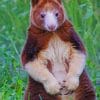 Tree kangaroo paint by numbers