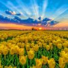 Tulips Field At Sunset paint by number