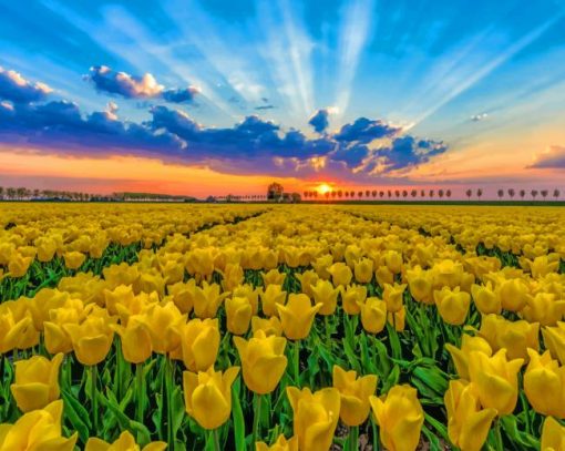 Tulips Field At Sunset paint by number