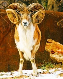 Urial Animal paint by numbers