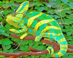 Veiled Chameleon paint by nnumbers