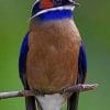 Whiskered Treeswift paint by numbers