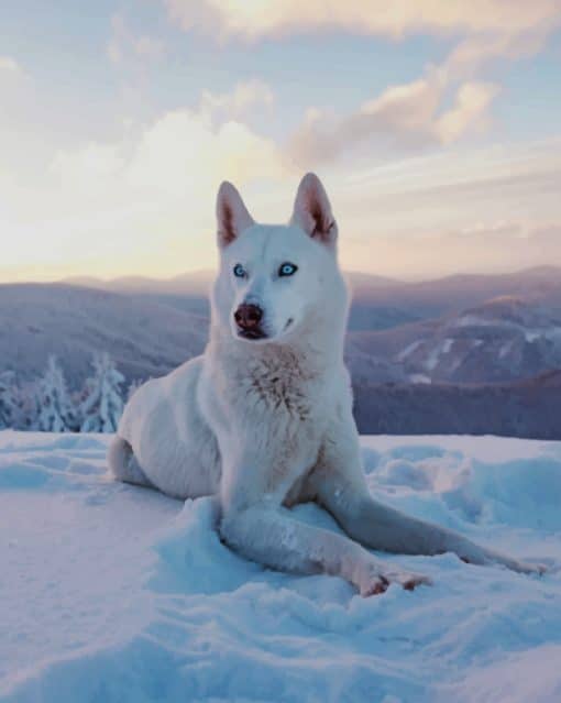 White Husky paint by numbers