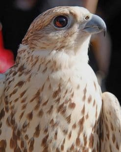 White Saker Falcon painnt by numbers