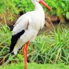 White Stork Bird paint by numbers