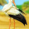 White Stork paint by numbers