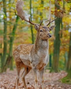 White Tailed Deer Animal paint by numbers